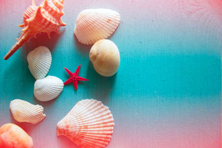 Seashells on blue wooden backgroundの写真素材