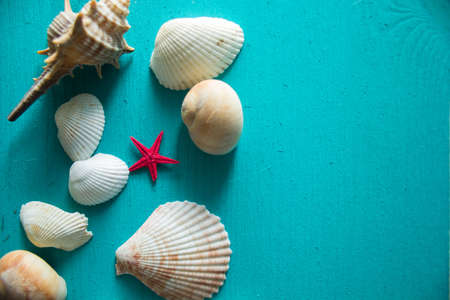 Seashells on blue wooden backgroundの写真素材