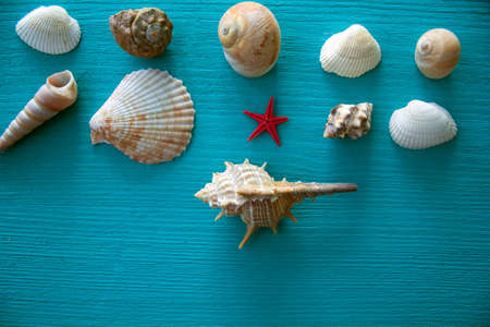 Seashells on blue wooden backgroundの写真素材