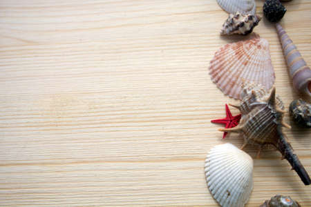 Seashells on  wooden backgroundの写真素材