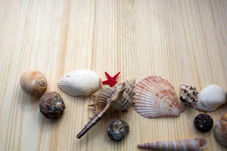 Seashells on  wooden backgroundの写真素材