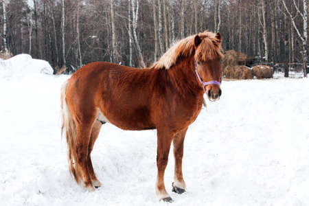horse on pasture in the winterの写真素材