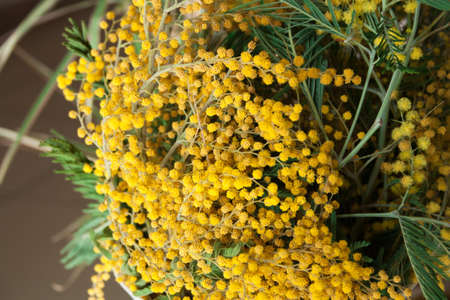 beautiful yellow Mimosa flowers  close up for backgroundの写真素材