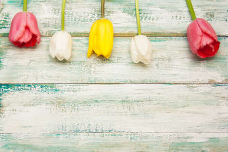 tulips on a vintage shabby light background, top view, empty copyspace.の写真素材