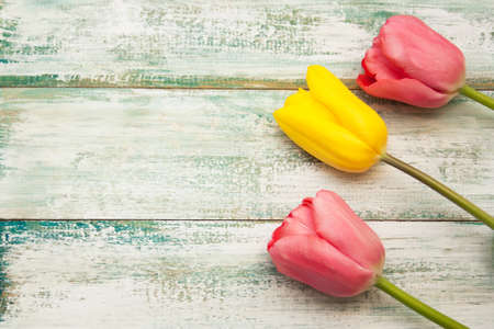 tulips on a vintage shabby light background, top view, empty copyspace.の写真素材