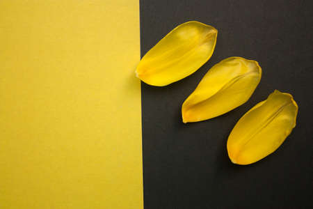 petals of a Tulip on black and yellow background, top view, copy space