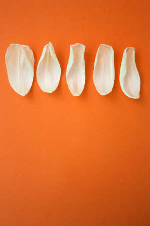 white petals of a Tulip on orange background, top view, copy spaceの写真素材