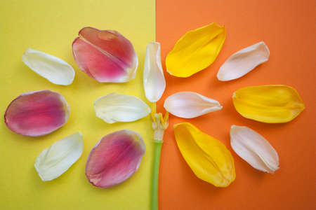 disassembled tulips on orange and yellow background, top view, flat layの写真素材