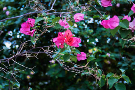 Bougainvillea Flower in greenhouseの写真素材