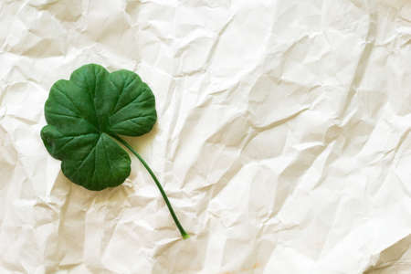 leaf geranium on the background of crumpled paper. copy space. the minimalist concept.の写真素材