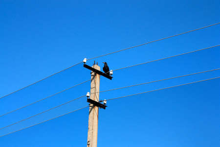 rook sitting on an electric columnの写真素材