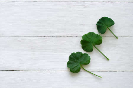 three leaves of geranium on a white wooden background. top view. copy space.の写真素材