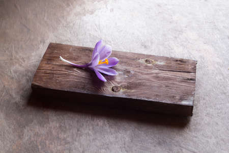 purple flower on a wooden Board with place for text. background for Spaの写真素材