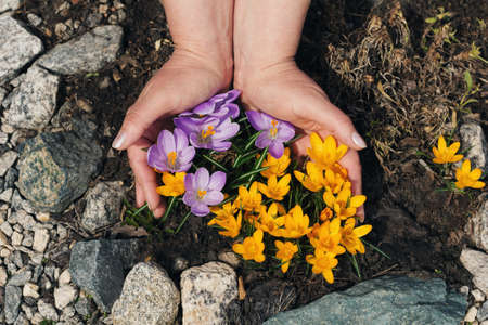 hands holding yellow and purple crocuses. the concept of careful attitude to nature.の写真素材