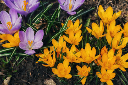 yellow and purple crocuses for the backgroundの写真素材