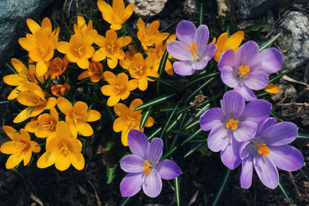yellow and purple crocuses for the background
