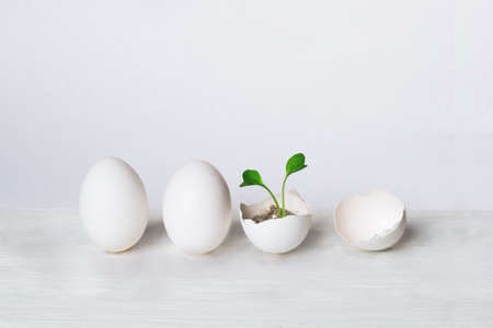 eggs and green sprout. the concept of the birth of a new life. ecological concept.の写真素材