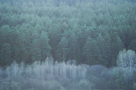 natural backdrop(background) with coniferous trees in the fogの写真素材