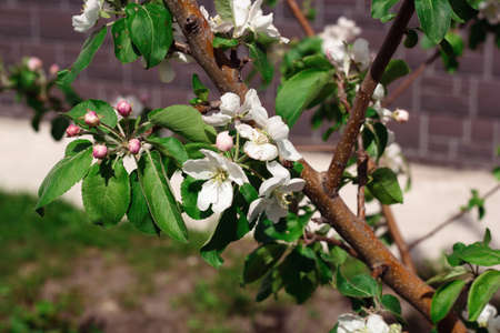 cherry blossomsの写真素材