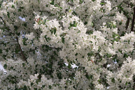 spring flowering Apple trees, natural backdropの写真素材
