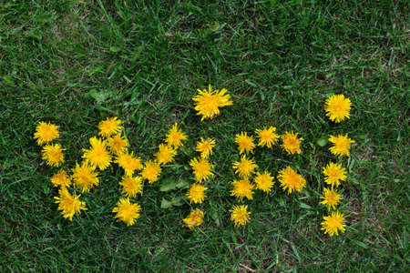 inscription wifi of dandelions on the lawn,top viewの写真素材