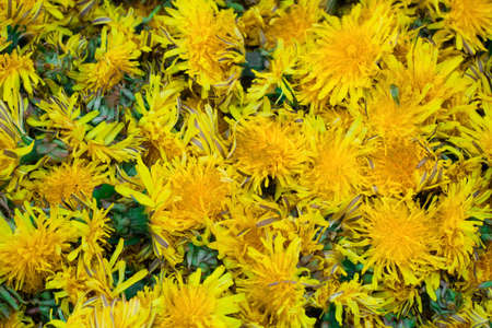 dandelions backgroundの写真素材