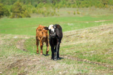 two young cows walking on a meadow in sunny dayの写真素材