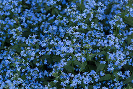natural backdrop of flower blue forget-me-notsの写真素材
