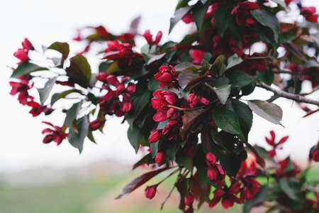 branch of a blossoming red flowers of the Apple tree close upの写真素材
