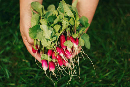 harvest of young radish in female hands on a background of green grass