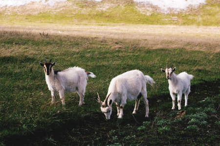 three white goats in the meadow on a Sunny day