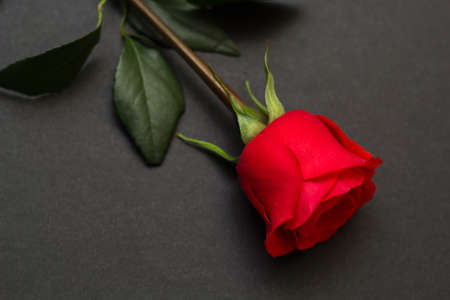 red rose on black backgroundの写真素材
