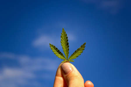 Cannabis leaf in the hand on blue sky background