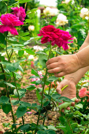 hands of a woman gardener  cuts fresh red roses using shearsの写真素材