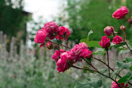 beautiful blooming red rose bushes in a gardenの写真素材