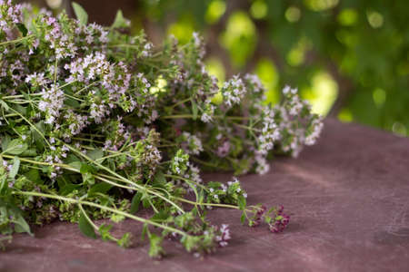 close up freshly picked oregano on a tableの写真素材