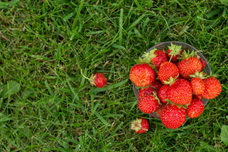Top view of a bowl of fresh  strawberries on a grass in a summer gardenの写真素材
