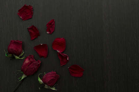 a withered red rose and petals on black background, copy space.の写真素材