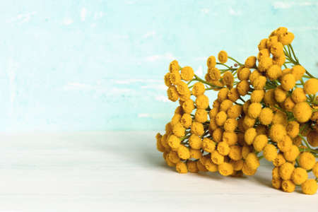 medical herb tansy on a light background. copy space.の写真素材