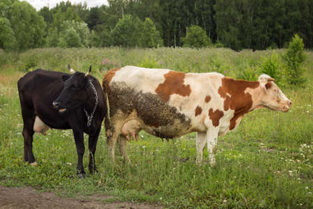 two cows grazing in a meadow in the summerの写真素材