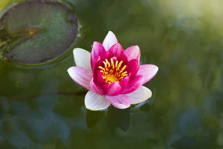 top view on a beautiful pink water lilyの写真素材