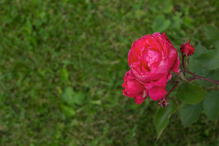 beautiful blooming red rose bush in a gardenの写真素材