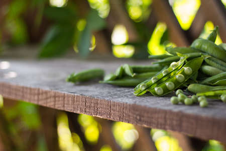 pods of young green juicy peas in the gazebo on a wooden bench in summer.copy spaceの写真素材