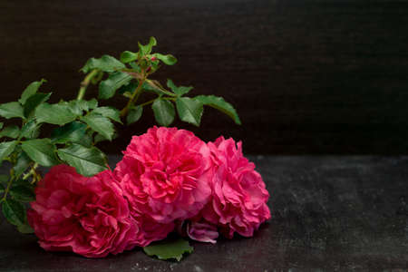fresh pink roses on a dark background. copy space.の写真素材