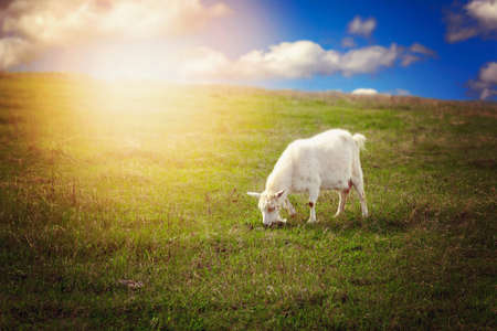 white goat eating grass on a mountain meadow.の写真素材