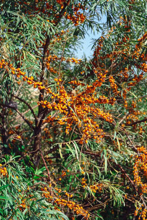 tree of seabuckthorn with ripe berries on the branchesの写真素材
