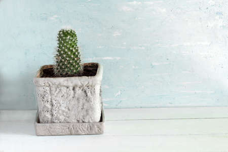 cactus in a concrete pot. copy space.の写真素材