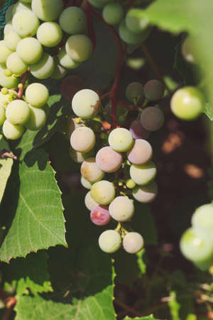 young green grapes in a gardenの写真素材