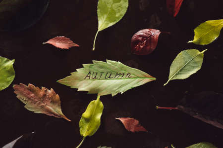 autumn leaves on the table top view. the inscription autumn on one of the leaves.