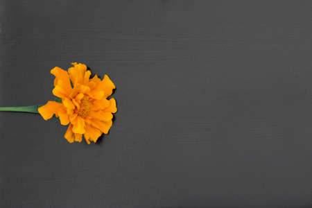 marigold on black matt background, top view, copy space.の写真素材